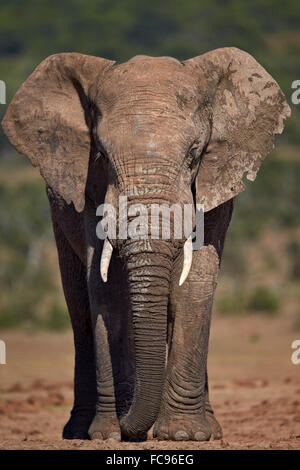 L'éléphant africain (Loxodonta africana) Bull, l'Addo Elephant National Park, Afrique du Sud, l'Afrique Banque D'Images