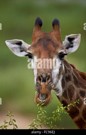 Cape Girafe (Giraffa camelopardalis giraffa) manger, Kruger National Park, Afrique du Sud, l'Afrique Banque D'Images