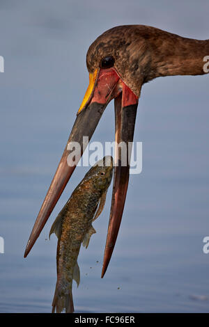 Saddle-billed stork (Ephippiorhynchus senegalensis) avec un poisson, Kruger National Park, Afrique du Sud, l'Afrique Banque D'Images