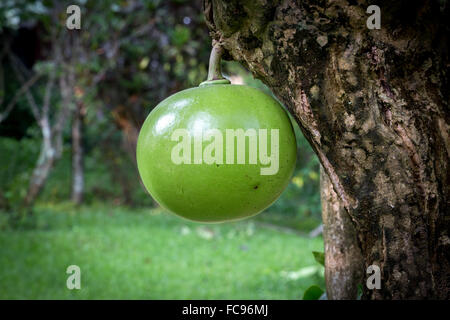 Chrysophyllum cainito Star, Apple, Yogyakarta, Indonésie. Banque D'Images