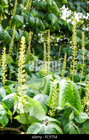 Jardins botaniques royaux de Kew Gardens London England UK Banque D'Images