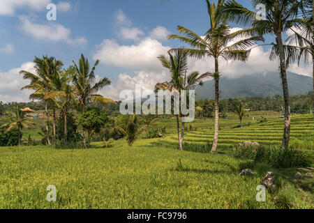 Reisterrassen Jatiluwih, UNESCO Welterbe von auf Bali, Indonesia | les rizières en terrasses de Jatiluwih, UNESCO World Heritage sur Bali, Banque D'Images