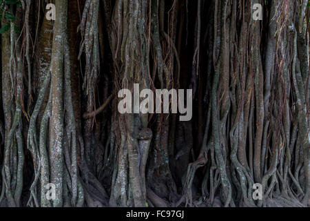 Le Banyan Tree. Temple bouddhiste, Mendut. L'Indonésie. Banque D'Images