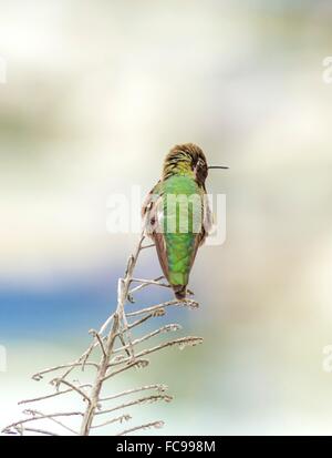 Vue de profil d'un petit Colibri d'Anna assis sur un perchoir. Distinctif pour ses longues, droites et minces, bec, iride Banque D'Images