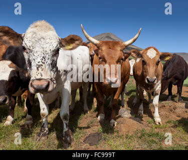 Les vaches regardant la caméra, l'Islande Banque D'Images