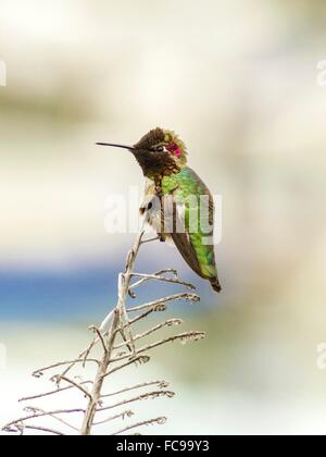 Vue de profil d'un petit Colibri d'Anna assis sur un perchoir. Distinctif pour ses longues, droites et minces, bec, iride Banque D'Images