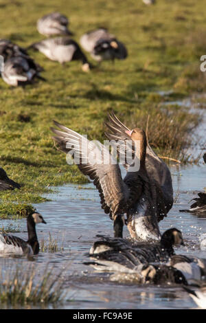 Pays-bas, Putten, Polder Arkemheen, bernache nonnette (Branta leucopsis, oies cendrées et) ou d'oie cendrée (Anser anser) le bain. Banque D'Images