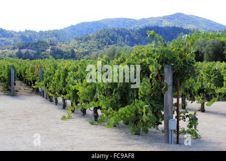 Vignoble de Napa en Californie. Banque D'Images