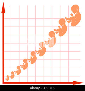 Courbe de croissance du foetus humain Banque D'Images