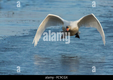 Pays-bas, de Nijkerk, Polder Arkemheen. Cygne muet au décollage Banque D'Images