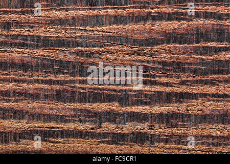 Fond bois Banque D'Images