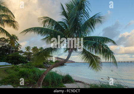 Tôt le matin, l'oscillation des rafales de verdure tropicale sur le bord d'une plage étroite. Banque D'Images