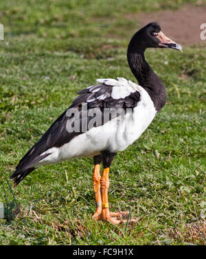 Magpie Goose (anseranus semipalmata) Banque D'Images