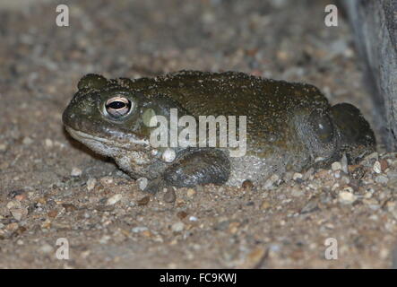 Crapaud d'Amérique du nord du fleuve du Colorado (Incilius alvarius), alias désert de Sonora, crapaud crapaud plus important aux ETATS UNIS Banque D'Images