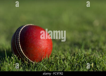 Cricket Ball rouge sur l'herbe Banque D'Images