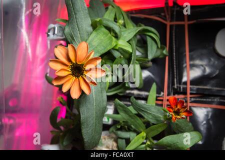 Un Zinnia fleurs à l'intérieur de l'établissement Veggie à bord de la Station Spatiale Internationale Le 17 janvier 2016 dans l'orbite de la Terre. L'expérience aide les scientifiques à mieux comprendre comment les plantes poussent en microgravité, et pour les astronautes à pratiquer ce qu'ils vont être chargés d'une mission sur l'espace autonome : le jardinage. Les premières fleurs sont cultivés à partir de semences dans l'espace s'est passé sur la Mission soviétique Saliout-6 en 1982. Banque D'Images