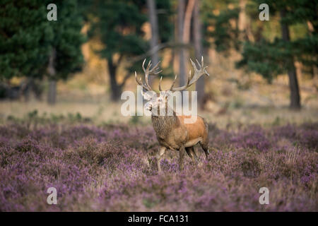 Red Deer (Cervus elaphus), tente d'impressionner, promenades à travers un champ de bruyère en fleur, vient de la lisière d'une forêt. Banque D'Images