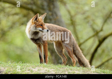 Le Renard roux Vulpes vulpes ( ) se trouve sur une petite colline, revient sur son épaule, vert brillant couleurs du printemps, de l'atmosphère. Banque D'Images