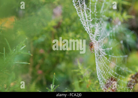 Araignée sur un site web avec des gouttes de rosée au petit matin Banque D'Images