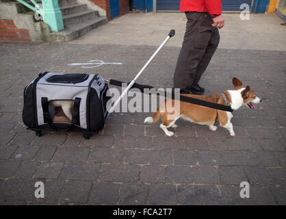 Un chien prend un chien pour une sortie à Brighton Banque D'Images