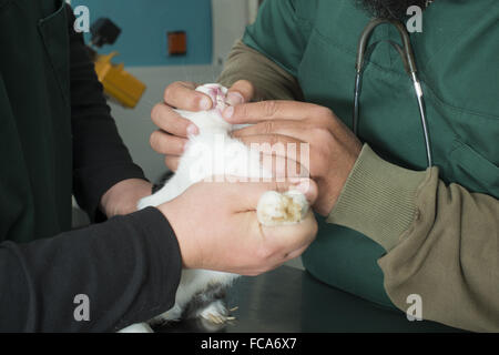 Lapin dans le bureau d'un vétérinaire Banque D'Images