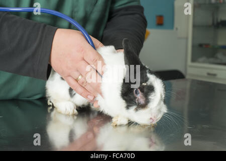 Lapin dans le bureau d'un vétérinaire Banque D'Images