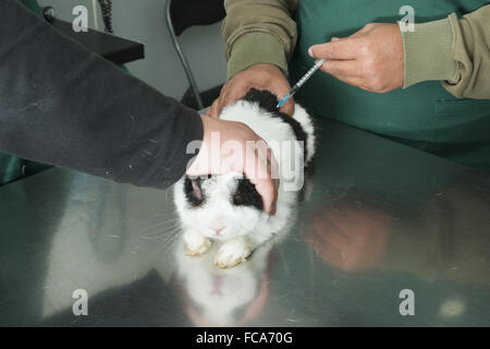 Lapin dans le bureau d'un vétérinaire Banque D'Images