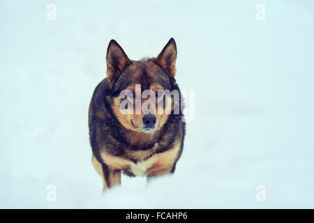 Promenade de chiens à l'extérieur dans la neige profonde Banque D'Images