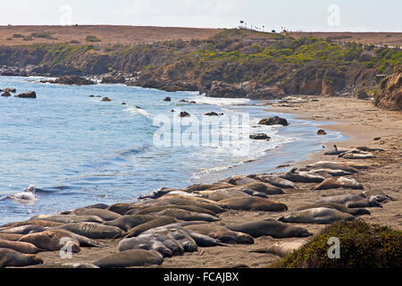 Les éléphants de mer à Piedras Blancas Point, près de San Simeon, en Californie. Banque D'Images