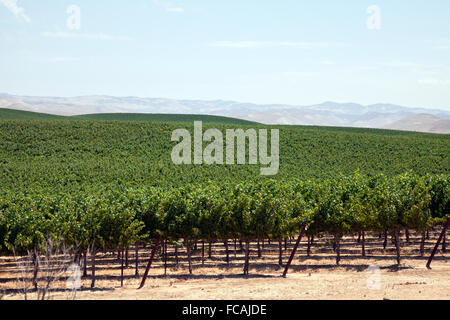 Vignobles le long de la route US 101 dans le centre de la Californie, entre Paso Robles et Salinas. Banque D'Images