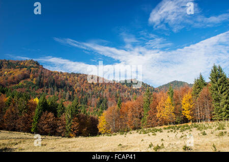 Arbre d'automne et de pâturages, ciel bleu derrière Banque D'Images