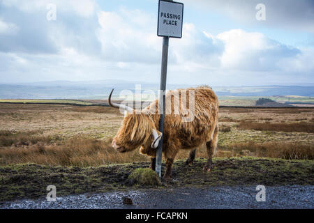 Vache Highland près de Malham dans le Yorkshire Dales Banque D'Images