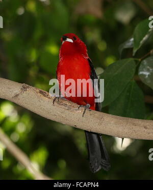 Tangara brésilien homme oiseau (Ramphocelus bresilius) dans un arbre Banque D'Images