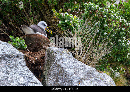 La Nouvelle Zélande, les îles Snares (les pièges) aka Tini Ipu Heke. Le sud de l'albatros de Buller (Thalassarche bulleri) aka nidification mollymawk Banque D'Images