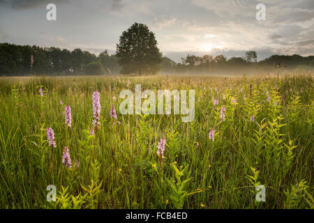 Pays-bas, Groesbeek, réserve naturelle appelée Bruuk. Heath spotted orchid ou moorland repéré orchid (Dactylorhiza maculata) Banque D'Images