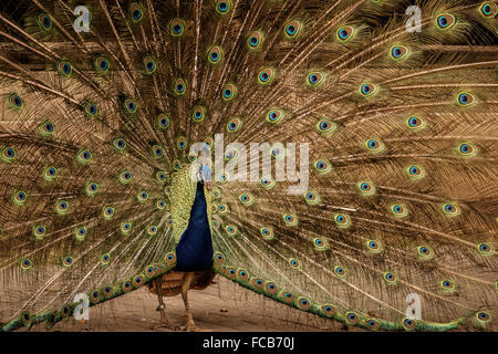 Karpin Abentura - un paon afficher son plumage, parc dans la province de Bilbao, Pays Basque, Espagne Banque D'Images