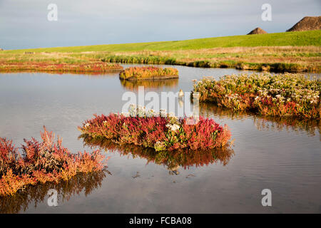 Pays-bas, Serooskerke, réserve naturelle Prunje, partie du Parc National de l'Oosterschelde. Samphire marais rouge coloration en automne Banque D'Images