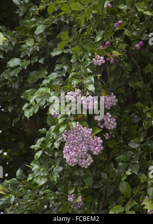 Lilly pilly-arbre, Syzygium smithii, dans le secteur des fruits, de l'Australie Banque D'Images