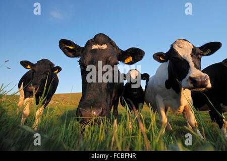 Les vaches Holstein - Troupeau de vaches patché noir et blanc (Bos taurus) Banque D'Images