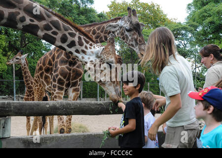Buenos Aires, Argentine. 21 Jan, 2016. Les visiteurs se nourrissent les girafes au Zoo de Buenos Aires à Buenos Aires, Argentine, le Jan 21, 2016. A trois mois bébé girafe a été présenté au public le jeudi avec un poids de 62 kg et une hauteur de 1,75 mètres, de sorte que les enfants peuvent venir le voir et voter pour choisir son nom au cours de la période de congé, selon la presse locale d'information. © Daniel Dabove/TELAM/Xinhua/Alamy Live News Banque D'Images