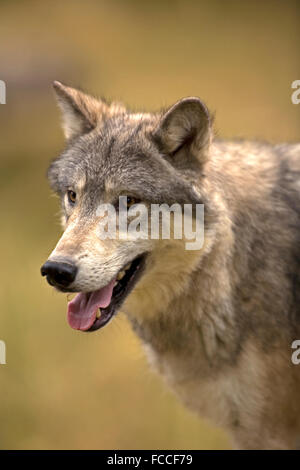 Loup gris Banque D'Images