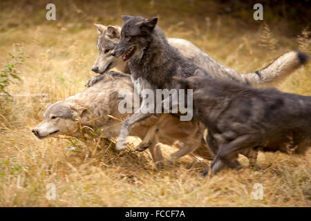 Jouer à Wolf Pack Banque D'Images