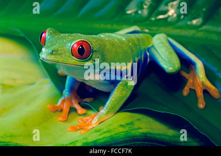 Red eyed Tree Frog sur les feuilles Banque D'Images
