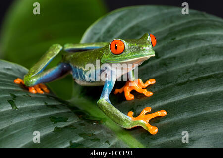 Red eyed Tree Frog Banque D'Images