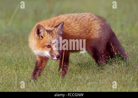 Les jeunes Fox in Tall Grass Banque D'Images