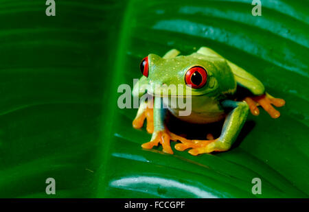 Red eyed Tree Frog on Leaf Banque D'Images