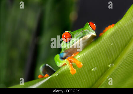 Tree Frog Peeking sur feuille géant Banque D'Images