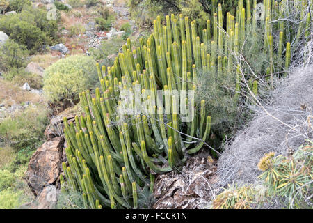 Île des Canaries l'euphorbe ésule (Euphorbia canariensis) Banque D'Images