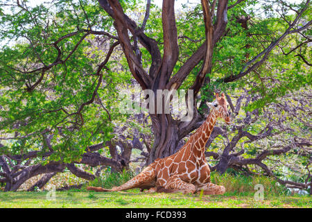 Girafe se reposant sous un arbre à l'Honolulu Zoo dans Oahu Hawaii. Banque D'Images