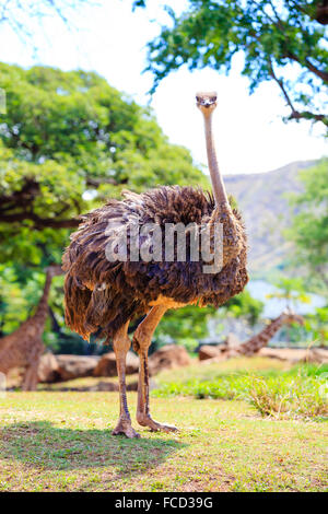 (D'autruche ou de l'UEM) au Zoo de Honolulu à vers la caméra dans Oahu Hawaii. Banque D'Images